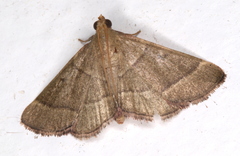 Hypsopygia decoloralis