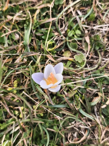 Crocus nivalis, photograph 1