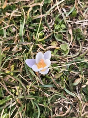(c) Pantazi Katerina, some rights reserved (CC BY) Crocus nivalis, photograph (c) Pantazi Katerina, some rights reserved (CC BY)