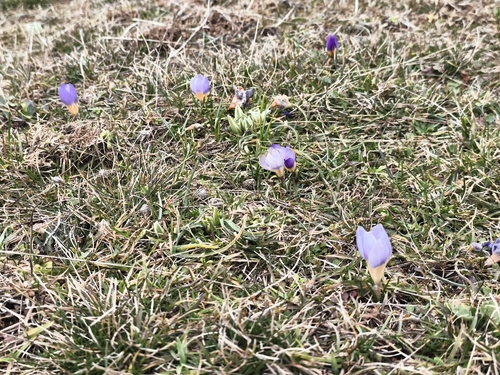 Crocus nivalis, photograph 2