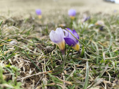 Crocus nivalis, photograph 3