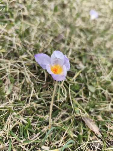Crocus nivalis, photograph 4