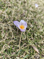 (c) Pantazi Katerina, some rights reserved (CC BY) Crocus nivalis, photograph (c) Pantazi Katerina, some rights reserved (CC BY)