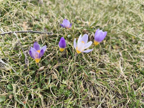 Crocus nivalis, photograph 5