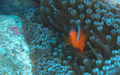 Amphiprion barberi
