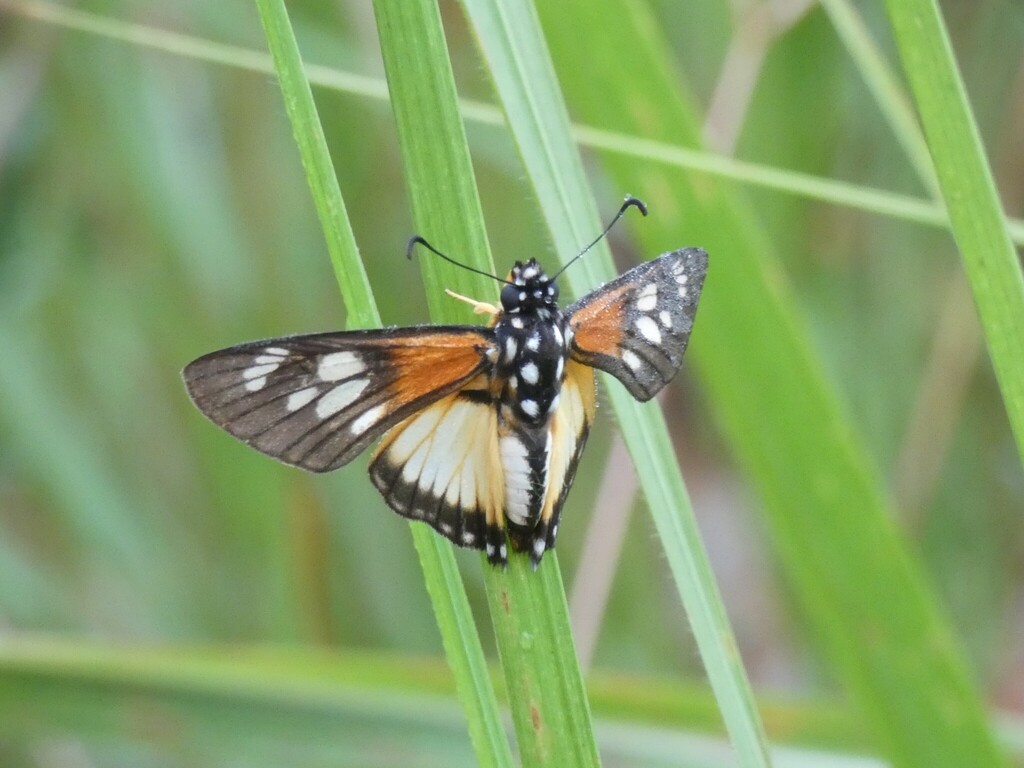 Bismarck’s Paradise Skipper