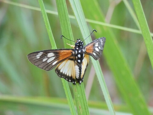 Bismarck’s Paradise Skipper