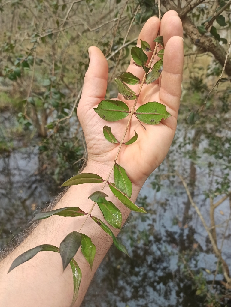 Immergrüne Rose