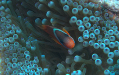 Amphiprion barberi