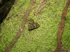Glenopteris hampsoni
