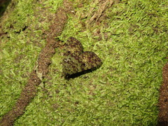 Glenopteris hampsoni