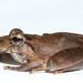 Slim-fingered Rain Frog - Photo (c) Brian Gratwicke, some rights reserved (CC BY)
