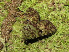 Glenopteris hampsoni