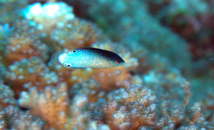 Anampses neoguinaicus