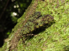 Glenopteris hampsoni