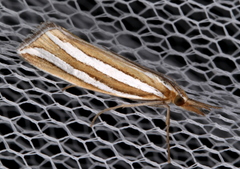 Hednota bivittella