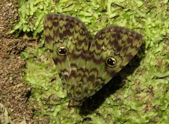 Glenopteris hampsoni
