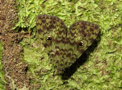 Glenopteris hampsoni