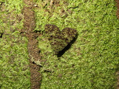 Glenopteris hampsoni