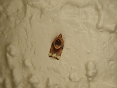 Argyrotaenia amatana