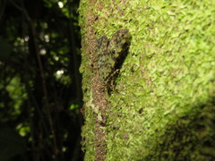 Glenopteris hampsoni