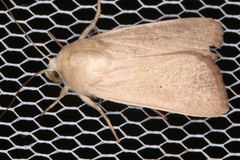 Leucania abdominalis