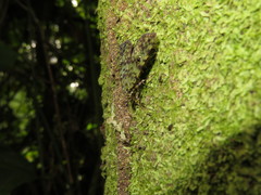 Glenopteris hampsoni