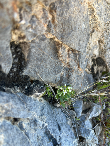 Tomostima cuneifolia, photograph 1