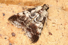 Orthaga rubridiscalis