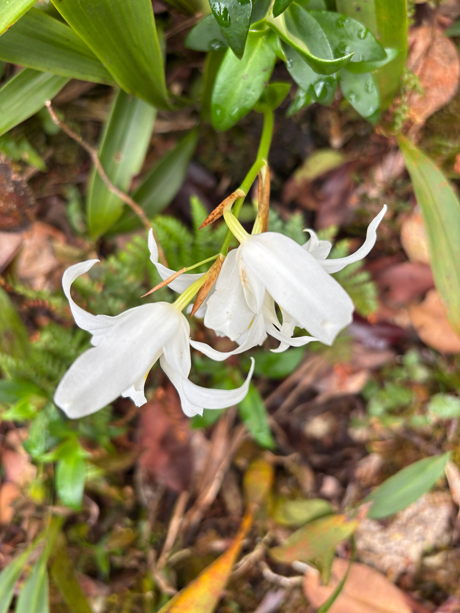 Coelogyne mooreana — ảnh 2
