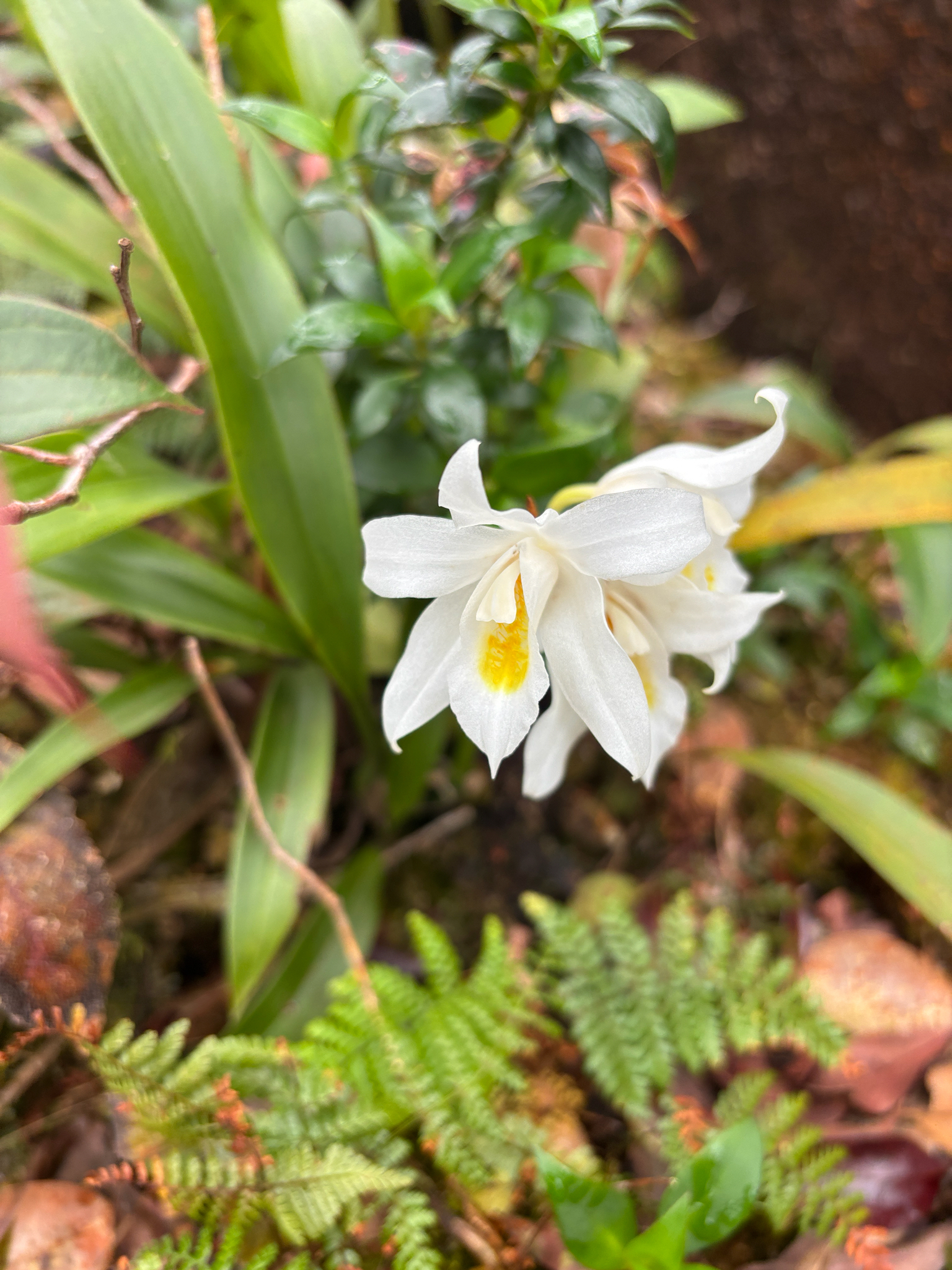 Coelogyne mooreana (Coelogyne mooreana)