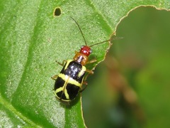 Metrobrotica geometrica