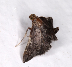 Scenedra decoratalis