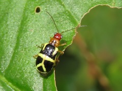 Metrobrotica geometrica