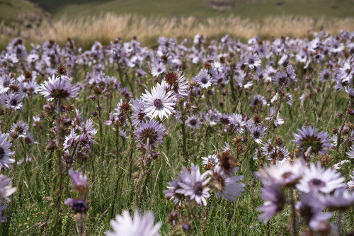 Purple African Thistle (Berkheya purpurea)