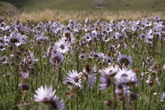 Berkheya purpurea