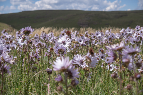 Berkheya purpurea, photograph 2