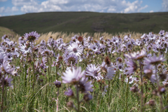 (c) Morten Ross, some rights reserved (CC BY) Berkheya purpurea, photograph (c) Morten Ross, some rights reserved (CC BY)