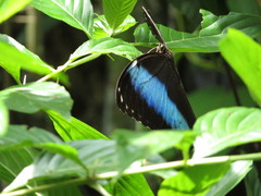 Morpho achilles
