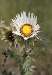 (c) Morten Ross, some rights reserved (CC BY) Berkheya cirsiifolia, photograph (c) Morten Ross, some rights reserved (CC BY)