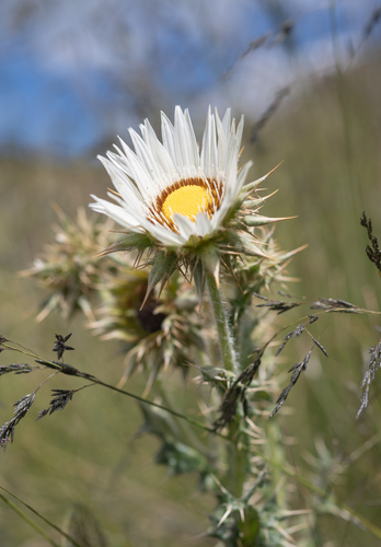 Berkheya cirsiifolia, photograph 2