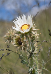 (c) Morten Ross, some rights reserved (CC BY) Berkheya cirsiifolia, photograph (c) Morten Ross, some rights reserved (CC BY)