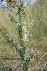 (c) Morten Ross, some rights reserved (CC BY) Berkheya cirsiifolia, photograph (c) Morten Ross, some rights reserved (CC BY)