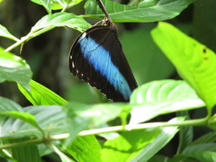 Morpho achilles