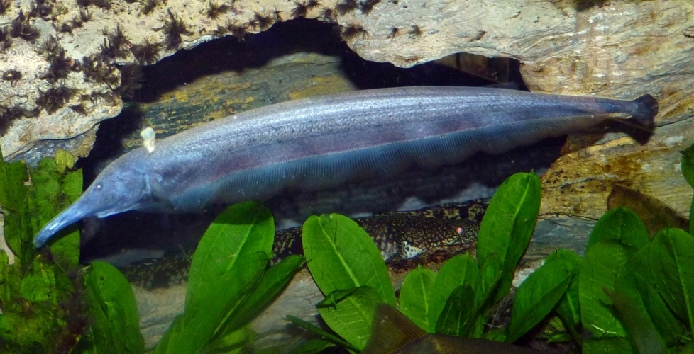Tube-snouted ghost knifefish (Sternarchorhynchus oxyrhynchus) — Apteronotidae