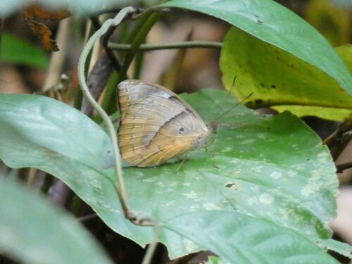 Euriphene doriclea