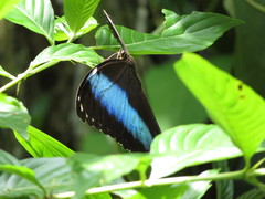Morpho achilles