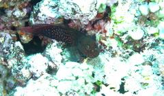 Cirripectes stigmaticus