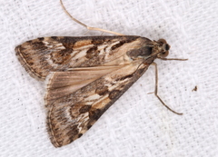 Nomophila corticalis