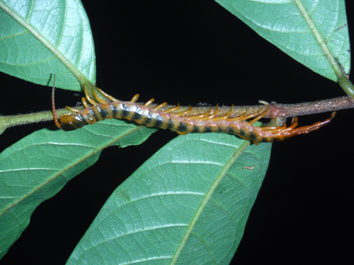 Scolopendra viridicornis